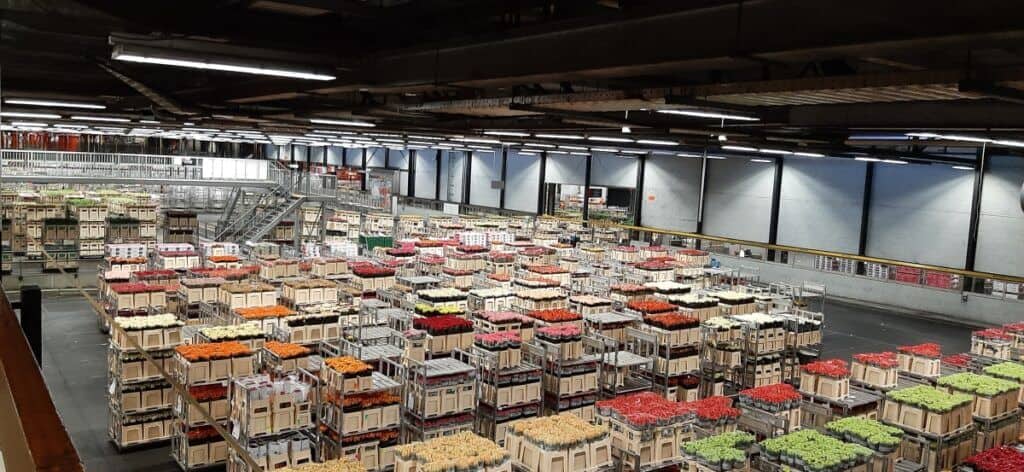 A wide-angle view of the bustling Aalsmeer Flower Auction in the Netherlands, displaying rows upon rows of colorful flower crates in an expansive warehouse setting. The magnitude of the floral trade is evident from the sheer scale of the organized array of fresh blooms awaiting auction.