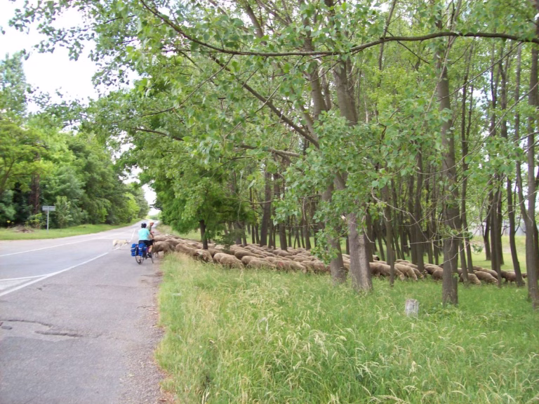 Sheep along the Danube Cycle Route in Hungary