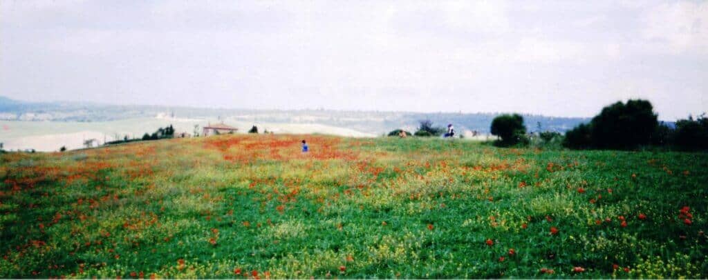 Expansive field near Pienza, Tuscany, sprinkled with vibrant red poppies among lush greenery, with a few distant figures enjoying the floral display under an overcast sky