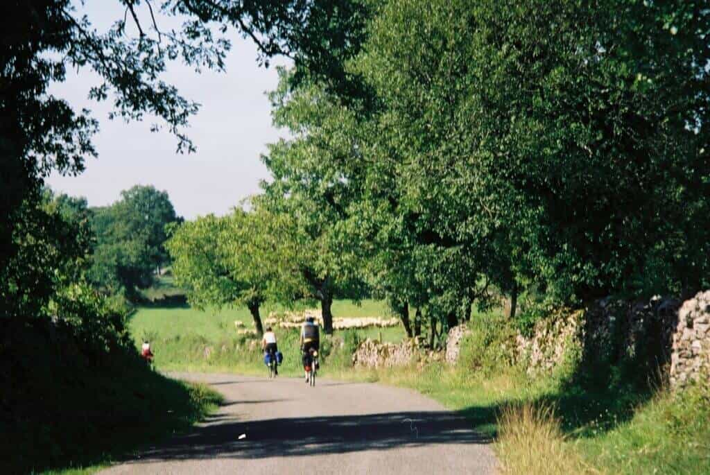 Cyclists journey along a rural road across the Gramat Causse in France, flanked by lush trees and traditional stone walls under a canopy of green foliage in bright sunlight