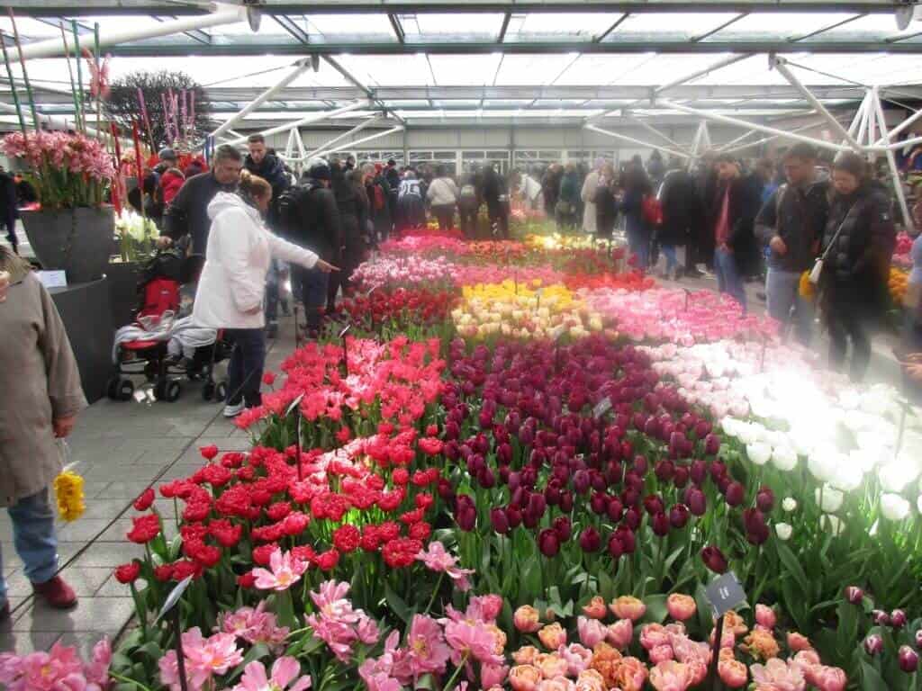 Crowds of visitors admire an array of tulip beds in vibrant shades of red, pink, purple, and white at the Keukenhof Gardens in the Netherlands. The greenhouse setting enhances the brilliant display of floral diversity, with each flower variety meticulously labeled for enthusiasts to enjoy.