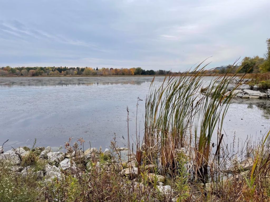 View of marsh in MacLaughlin Wildlife Reserve in Oshawa