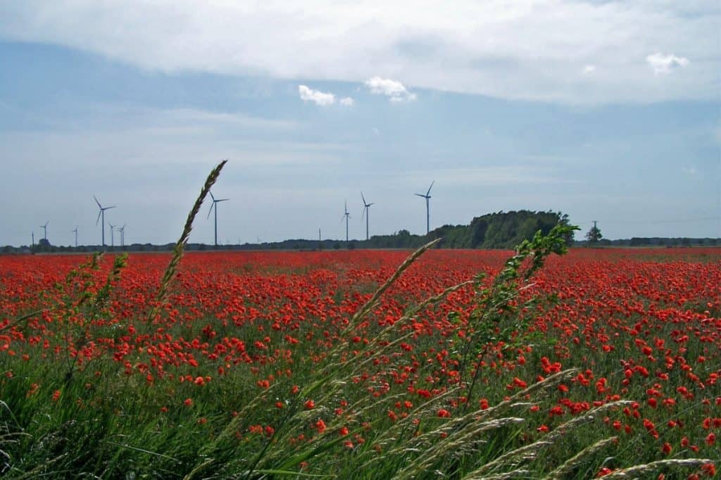 Expansive view of a vibrant red poppy field near Mosonmagyarovar, Hungary, under a partly cloudy sky. The field, dotted with several wind turbines in the background, creates a striking contrast against the natural tall grasses in the foreground.