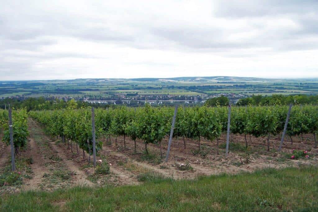 A sprawling vineyard in a Hungarian wine region, showcasing rows of lush green grapevines stretching towards the horizon under a cloudy sky. The view overlooks a valley with distant small towns and rolling hills, illustrating the picturesque and fertile landscape typical of Hungary's renowned wine-producing areas.