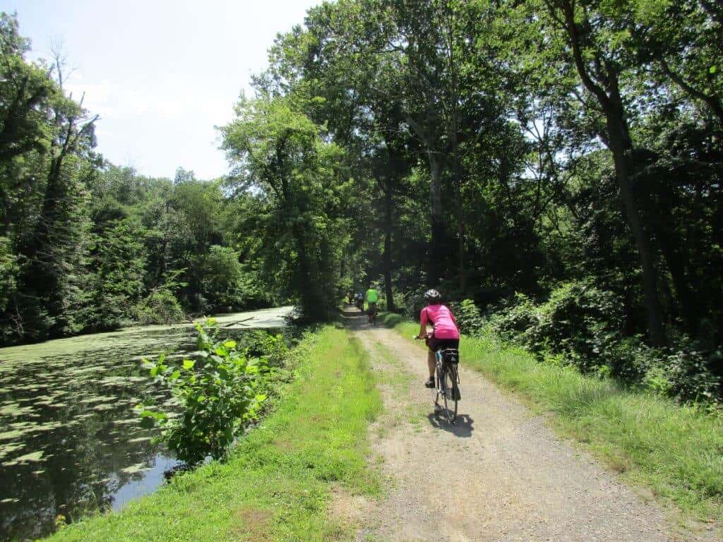 A cyclist in a pink top rides along the C & O Trail near Cumberland, PA, beside a still, swampy river overgrown with green aquatic plants, all enveloped by a lush forest.