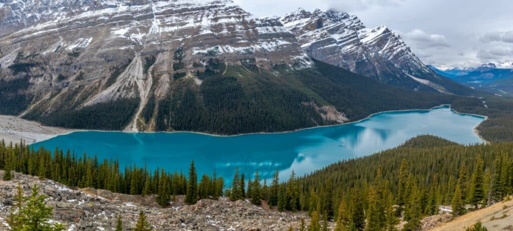 Panoramic view of Peyto Lake from a high vantage point in Banff National Park, showcasing the lake's distinctive turquoise waters shaped like a wolf's head. Surrounded by rugged mountains and dense forests, the scene is a dramatic and vivid example of the natural beauty found in the Canadian Rockies.