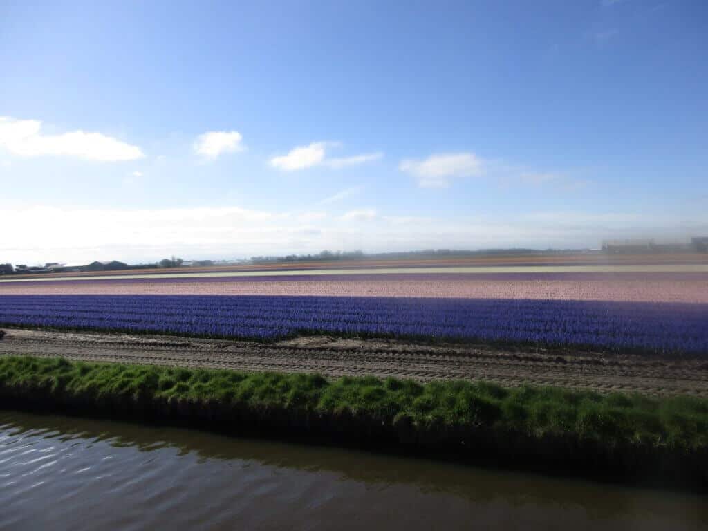 Vivid stripes of purple and pink tulip fields under a bright blue sky, as seen from the peaceful banks of a canal in the Netherlands. The contrast of the colorful blooms against the calm water offers a tranquil and picturesque Dutch landscape.