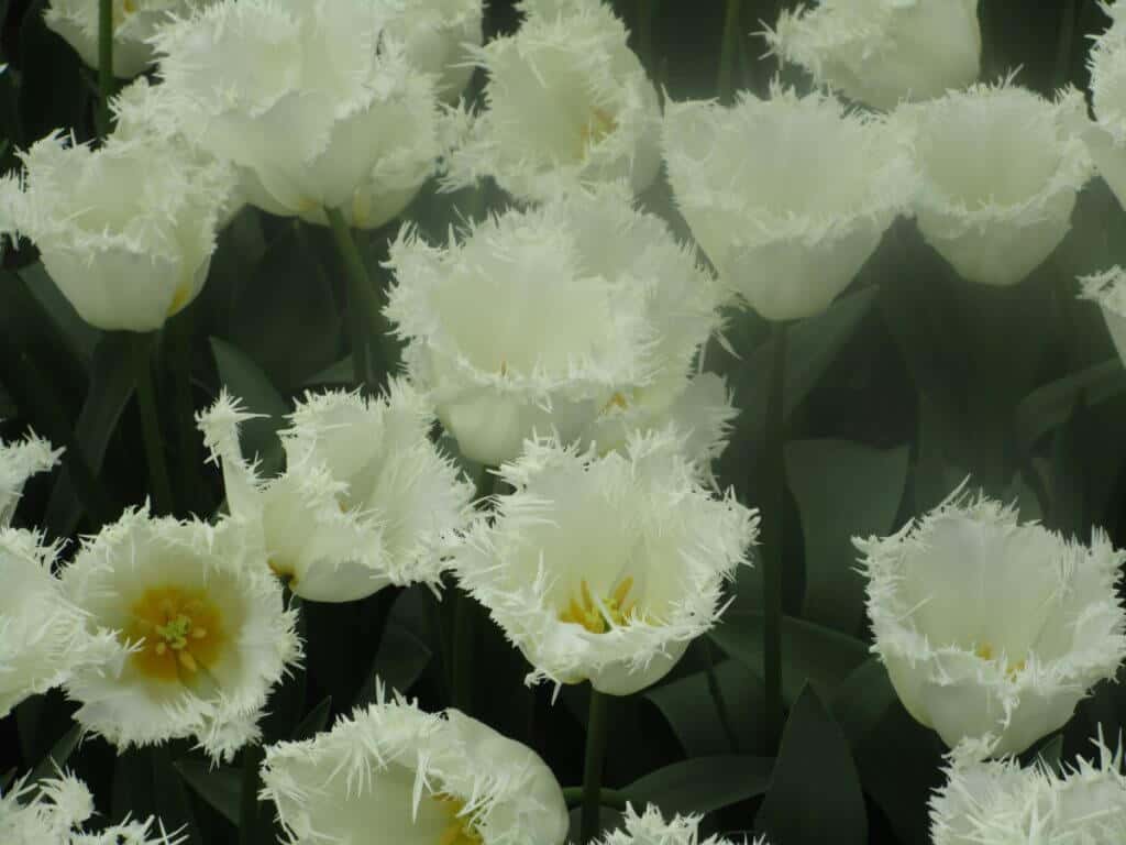 Close-up of delicate white fringed tulips at Keukenhof Gardens, with their unique feathery edges highlighted against dark green foliage. The gentle beauty of these blooms showcases the horticultural variety and artistry found in the Netherlands' famous springtime display.